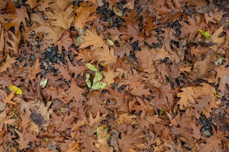 Autumn leaves cover the earth. Autumn Park with fallen oak leaves.