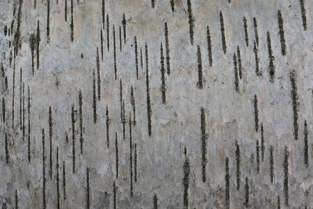 Fragment of birch bark with black strokes on a white background. Strokes are vertical.の写真素材