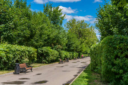 A lane in the park. Benches and a lone figure at the end of the alley.の写真素材