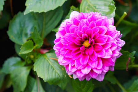 Pink Dahlia (Dahlia), variety Karma Lagoon, North Rhine-Westphalia, Germanyの写真素材