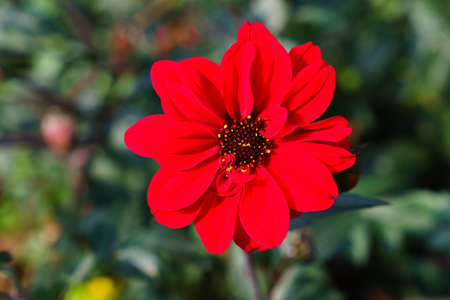 Dahlia 'Bishop of Llandaff'ÑŽ Red single flower. Focus on the foreground.