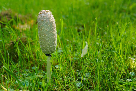 False umbrella mushroom on green grass. Close-up. The bend umbrella is not open.