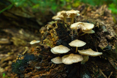 The tufted labyrinth mushroom Abortiporus biennis. Close up.