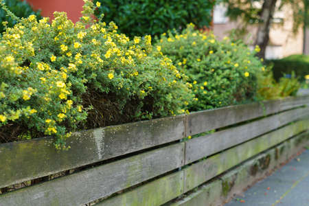 Garden fence with parallel wooden planks. Behind the fence there is a bush with small yellow...