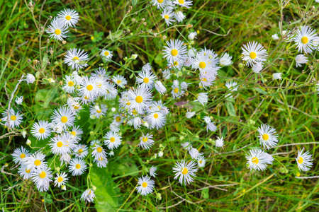 Flowerbed with white flowers Leucanthemum with yellow center and green leaves grows in the garden.