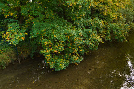 Yellow-green foliage of trees hanging over the river. Autumn landscape.