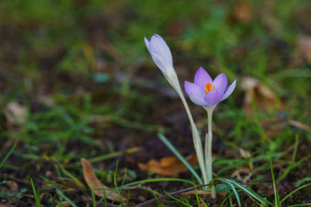 Closeup of two bright purple crocus flowers with yellow pistil against the background of breaking...