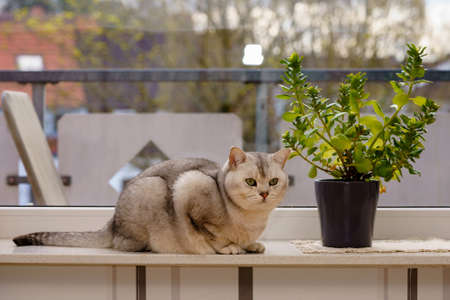 The British Shorthair cat lies on the windowsill next to the flower pot and looks into the room.
