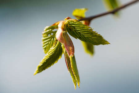 Spring bud macro view, springtime seasonal, macro. Budding tree with red young leaf.