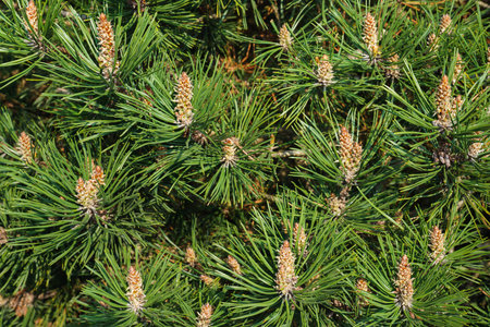 Young fir and long needles of fir in spring. Flowering fir cones in early spring.