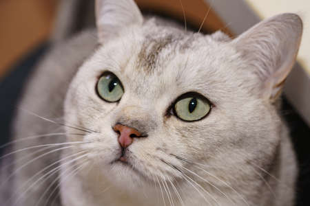 British shorthair cat looks up. Close up.の写真素材