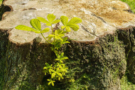 A young green shoot sprouted from the stump of a sawn tree. Close up.