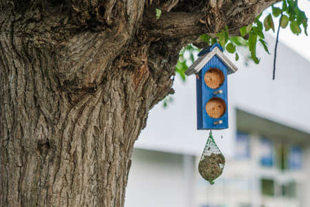 The blue bird feeder is suspended from a large tree. Net with poultry food. Close up.