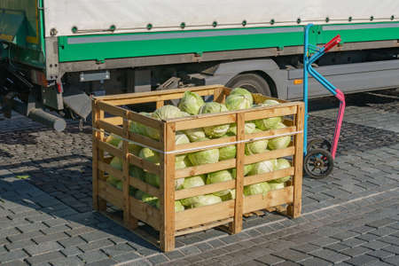 Wooden container with white cabbage. Against the background of the truck. Fresh cabbage from field.の写真素材