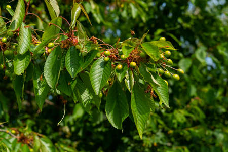 Cherry tree with green foliage and unripe berries. Close up on green fruits.の写真素材