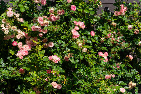 Rose bushes densely growing near the fence. Pink flowers on a green background.の写真素材