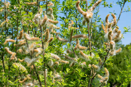 White flowers blooming in spring. A tree species Prunus Grayana from the rose family. Sunny day.の写真素材