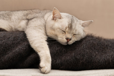 British shorthair cat sleeping on the black sheet. close upの写真素材