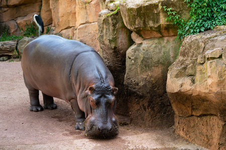A hippopotamus with a lowered head stands near big boulders.の写真素材