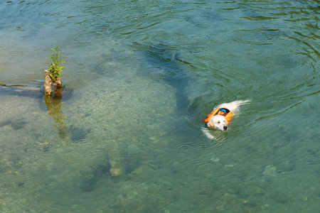 Beautiful white dog in a life jacket swims in a pond with clear water.の写真素材