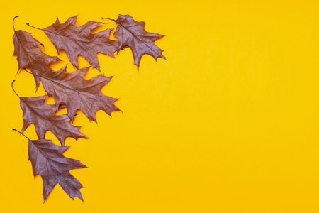 Autumn dried leaves close-up on colorful yellow paper, background with copy space for text. View from above. Close up.の写真素材