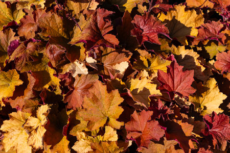 Autumn foliage is bright orange-yellow, top view. Close up.の写真素材