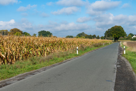 A quiet rural road stretches ahead, bordered by golden cornfields reaching harvest time under a bright blue sky filled with fluffy white clouds.の写真素材