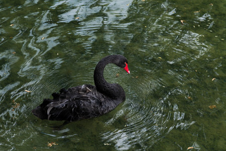 A black swan navigates the calm waters of a pond, creating gentle ripples around it. Its striking contrasts with the lush surroundings, showing nature's beauty during the day.の写真素材