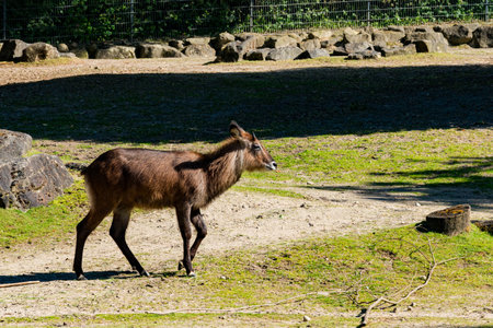 A young goat-antelope moves across a patch of grass surrounded by rocks and trees. The bright sun casts shadows, highlighting the creature's features during a serene midday.の写真素材