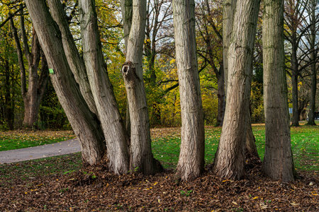 A cluster of tall, slender trees displays their smooth bark in a colorful park. Surrounding foliage...