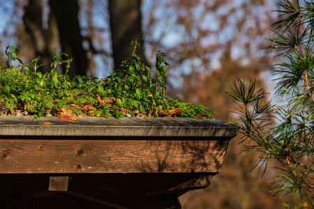Lush greenery covers the edge of a wooden roof, showcasing plants flourishing in the warm sunlight....