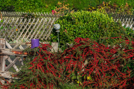A garden fence is adorned with vibrant red berries, creating a striking contrast against the green...