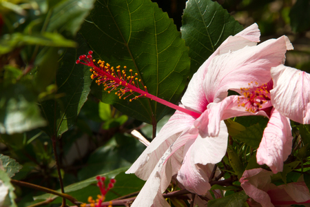 Hibiscus on the slopes of Mount Etna in Sicilyの写真素材