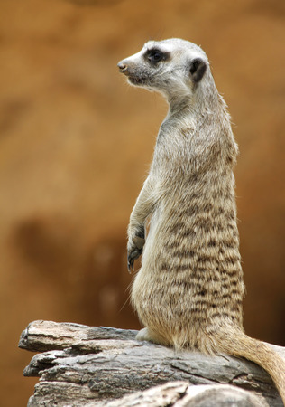 Meerkat on woodの写真素材