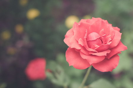 vintage rose flowerの写真素材