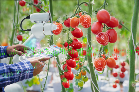 Farmer using digital tablet control robot to harvesting tomatoes in agriculture industry, Agriculture technology smart farm conceptの写真素材