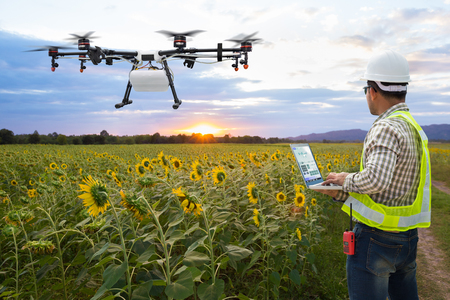 Technician farmer use wifi computer control agriculture drone on the sunflower field, Smart farm concept