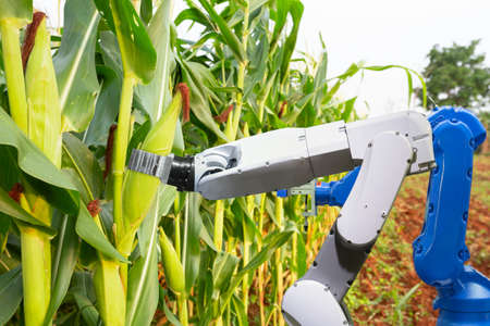 Agricultural robot assistant harvesting corns to analyze the corn growth, Smart farm conceptの写真素材