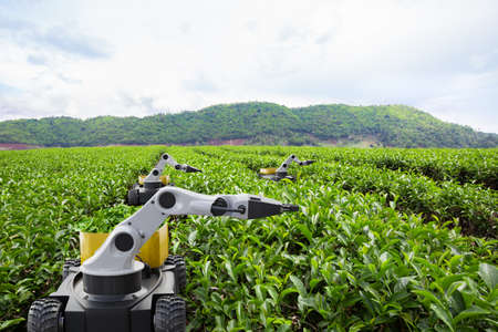 Autonomous robot harvesting tea leaf in green tea field, Future 5G technology with smart agriculture farming conceptの写真素材