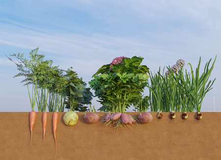 Organic and vegetables growing in soil with cross section viewの写真素材