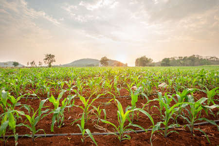 Young corn field with water drip system at sunsetの写真素材