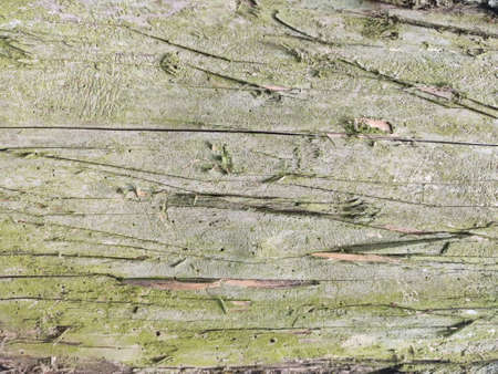aged wooden texture in wild forestの写真素材