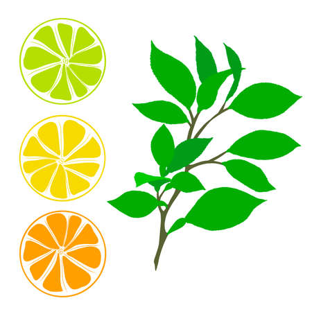 Citrus fruits slices and a branchの写真素材