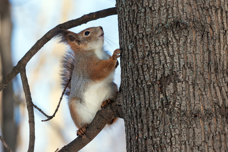 Squirrel sits on a tree branch