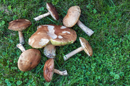 Just collected mushrooms on a green grassの写真素材
