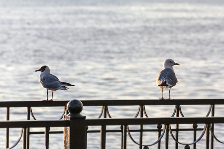 Two river seagulls on the iron fence looking in different directions. River in the backgroundの写真素材