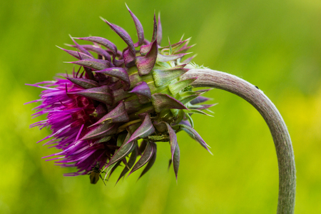 The curly plumeless thistle or welted thistle (Carduus crispus). Amazingly beautiful flower growing everywhere. On the photo there is a flower bud on a green background.の写真素材