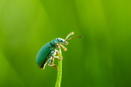 Beetle - Phyllobius virideaeris. A beetle of emerald color sits on the top of a blade of grass. The background is bright green.の写真素材