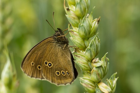 The ringlet - Aphantopus hyperantus. The butterfly sits on the spikelet and rests. Light green background. On the wings there are dots.の写真素材
