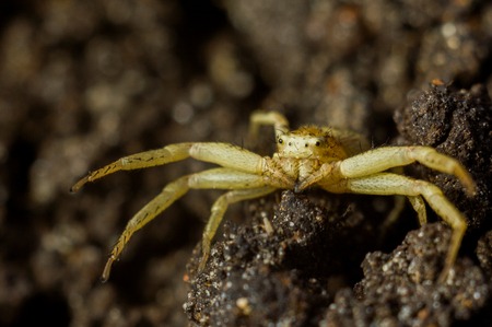 Spider - Xysticus erraticus. A small yellow spider with brown strips. The spider sits on the ground with its paws raised.の写真素材